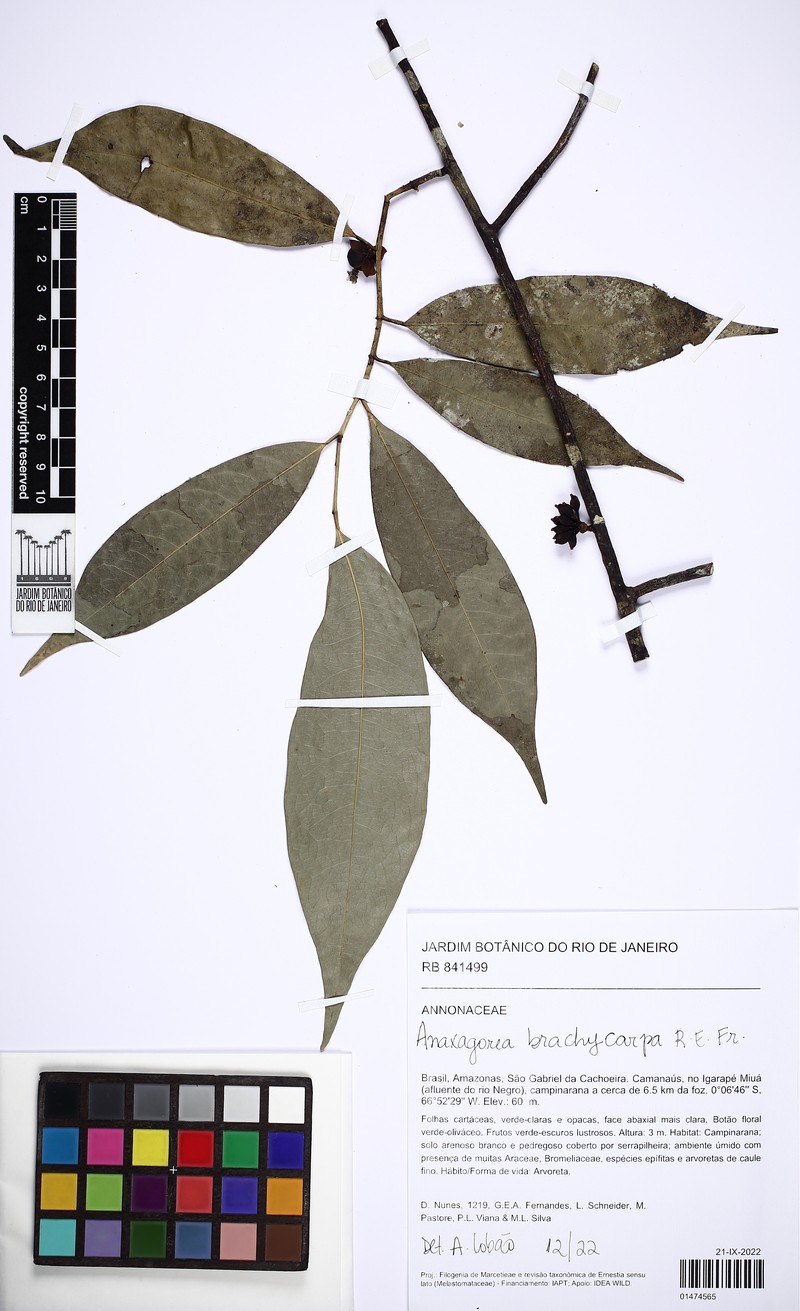 Anaxagorea brachycarpa photo 2