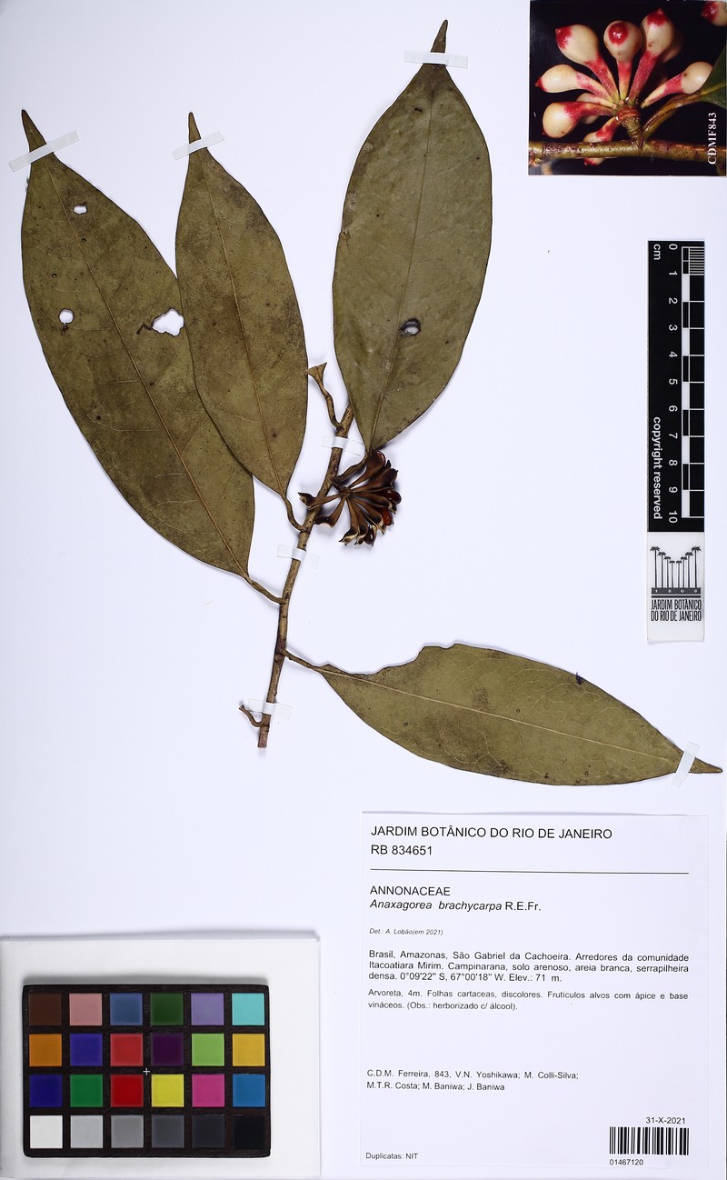 Anaxagorea brachycarpa photo 3