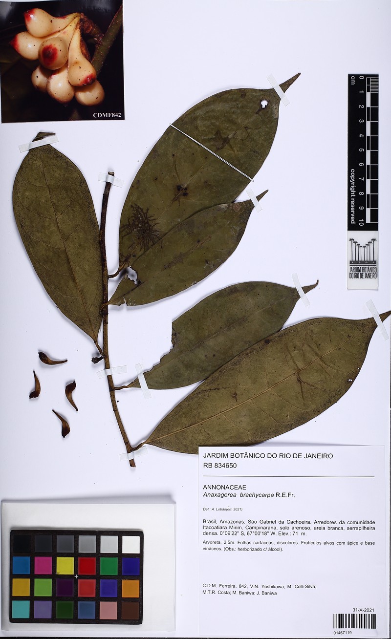 Anaxagorea brachycarpa photo 4