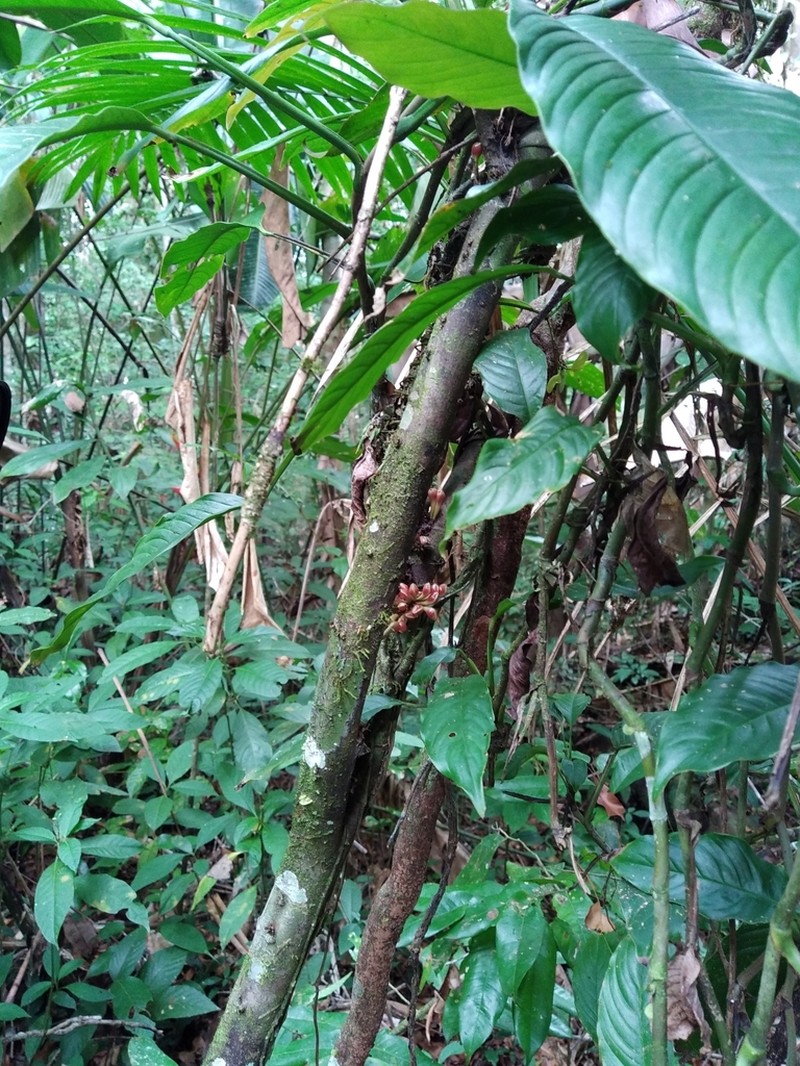 Anaxagorea brevipedicellata
