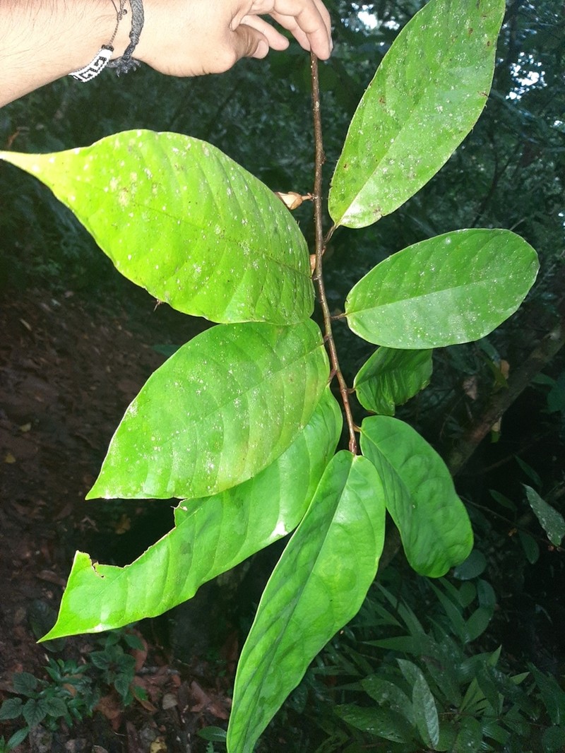 Anaxagorea crassipetala