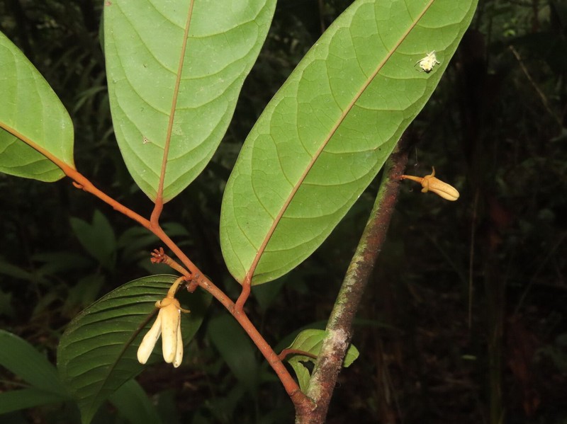 Anaxagorea crassipetala photo 2
