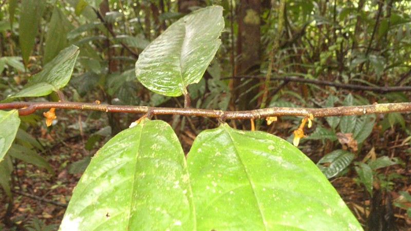 Anaxagorea crassipetala photo 3