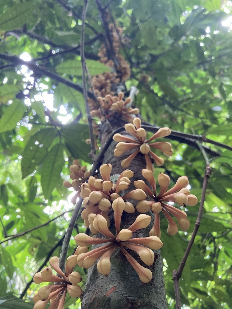Anaxagorea dolichocarpa