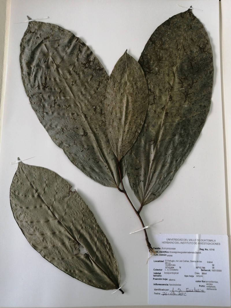 Anaxagorea guatemalensis