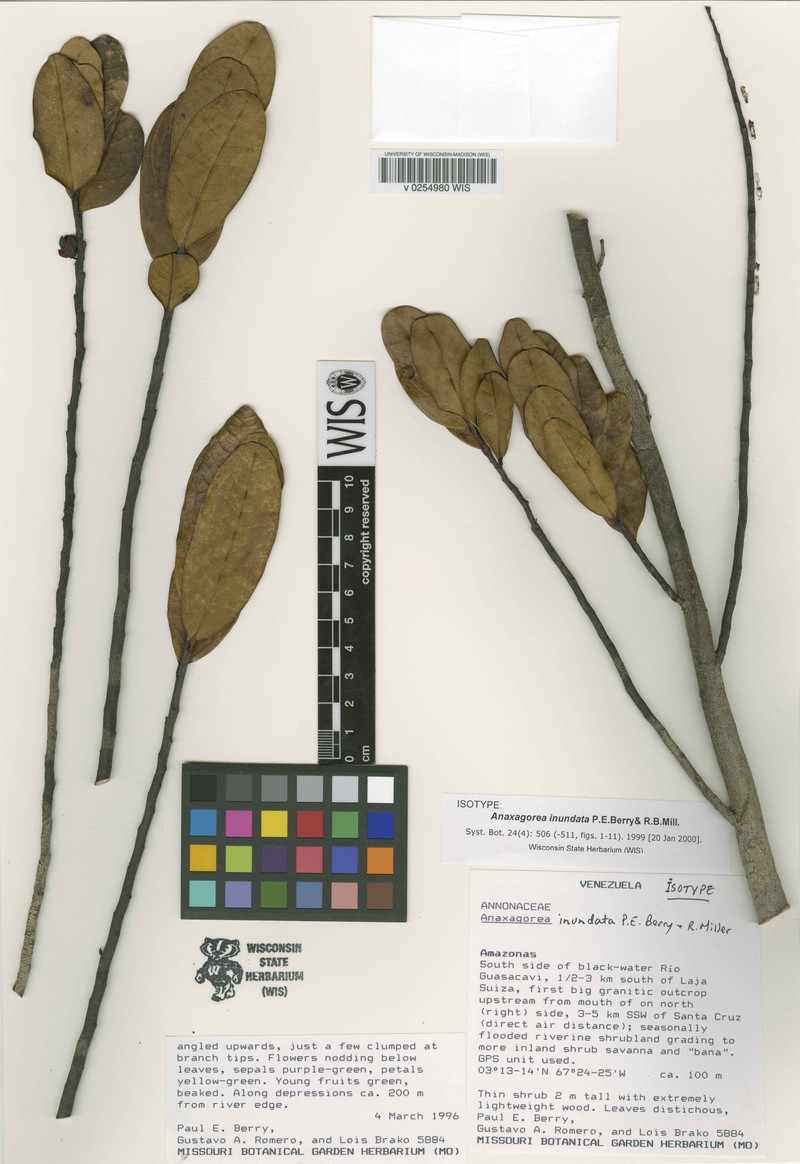 Anaxagorea inundata