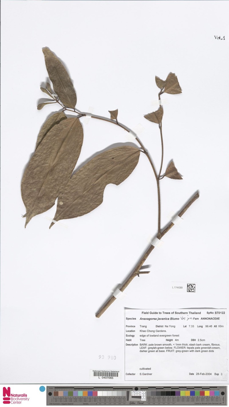 Anaxagorea javanica var. javanica