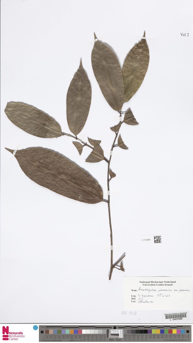 Anaxagorea javanica var. javanica photo 2