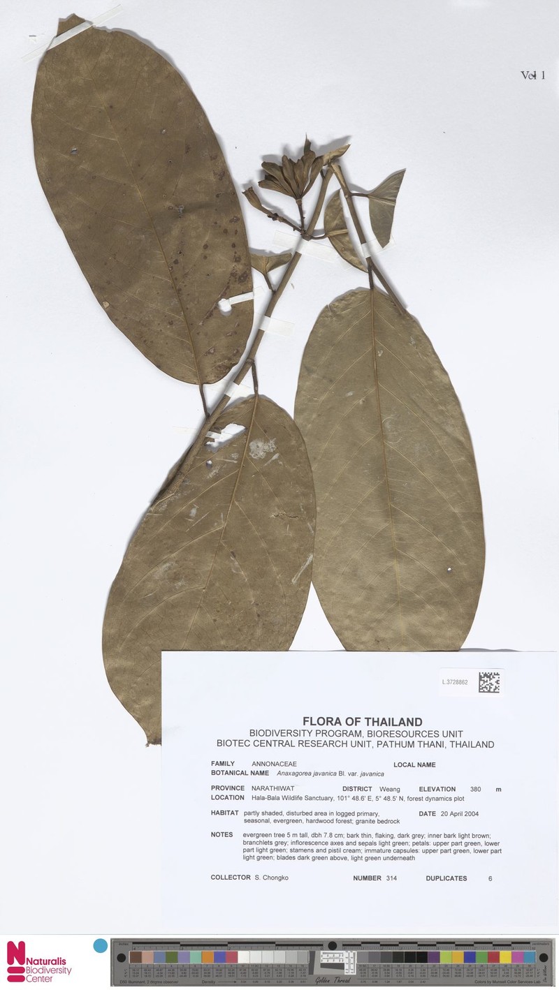 Anaxagorea javanica var. javanica photo 3