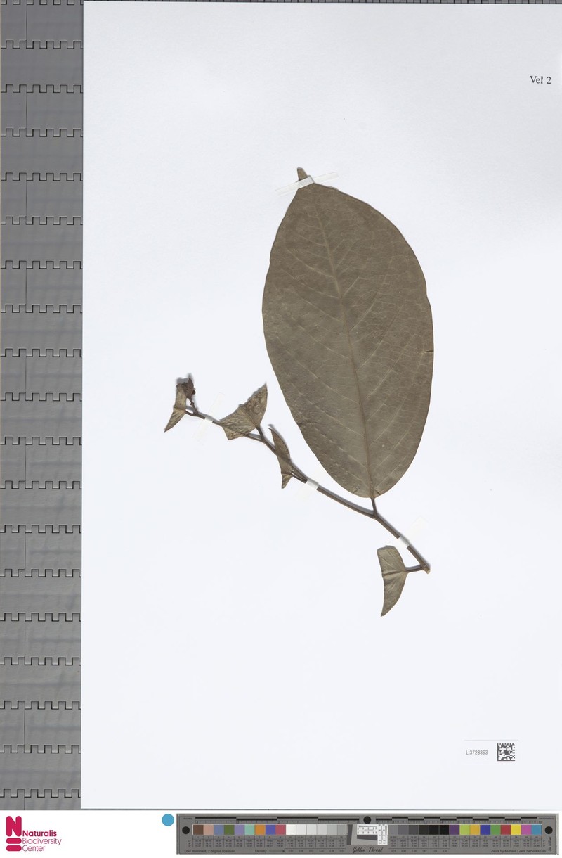 Anaxagorea javanica var. javanica photo 4