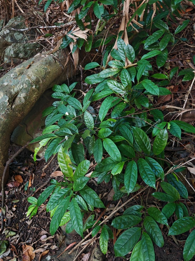 Anaxagorea luzonensis