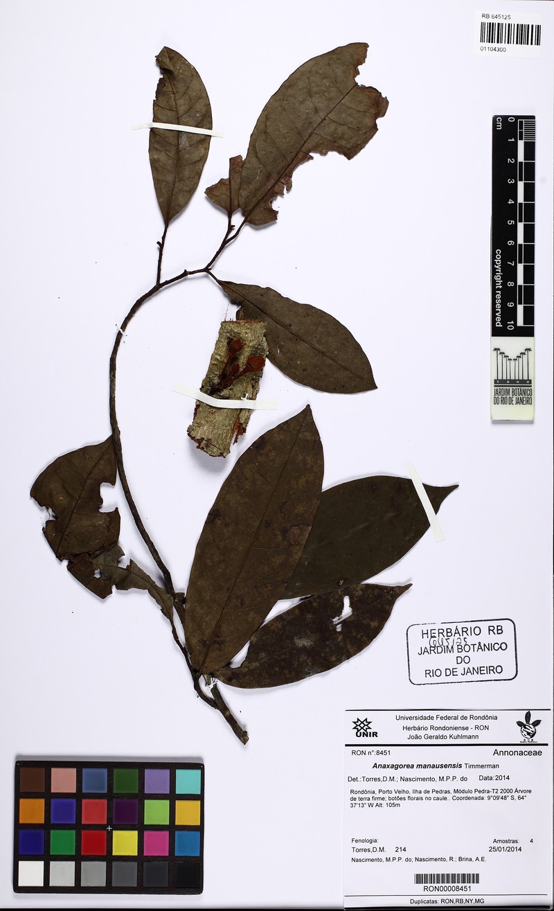 Anaxagorea manausensis