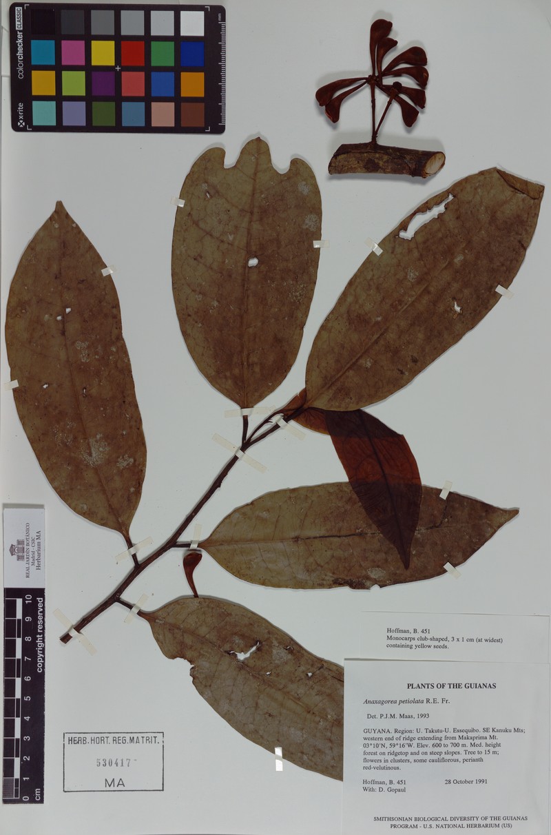 Anaxagorea petiolata