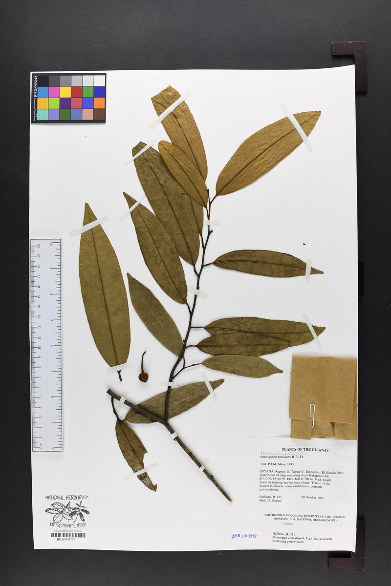 Anaxagorea petiolata photo 2