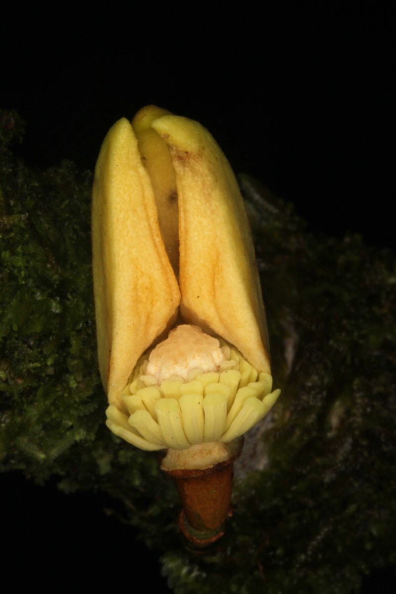 Anaxagorea phaeocarpa