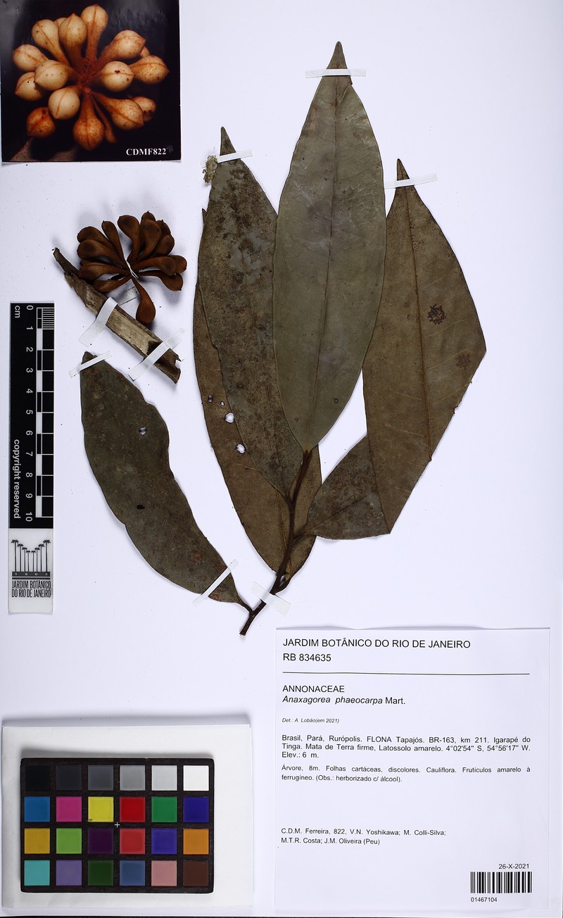 Anaxagorea phaeocarpa photo 2