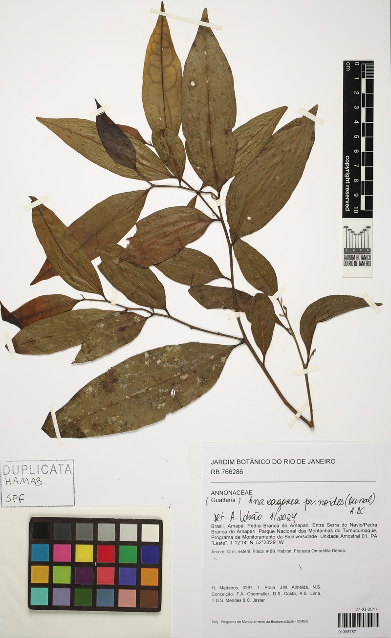 Anaxagorea prinoides