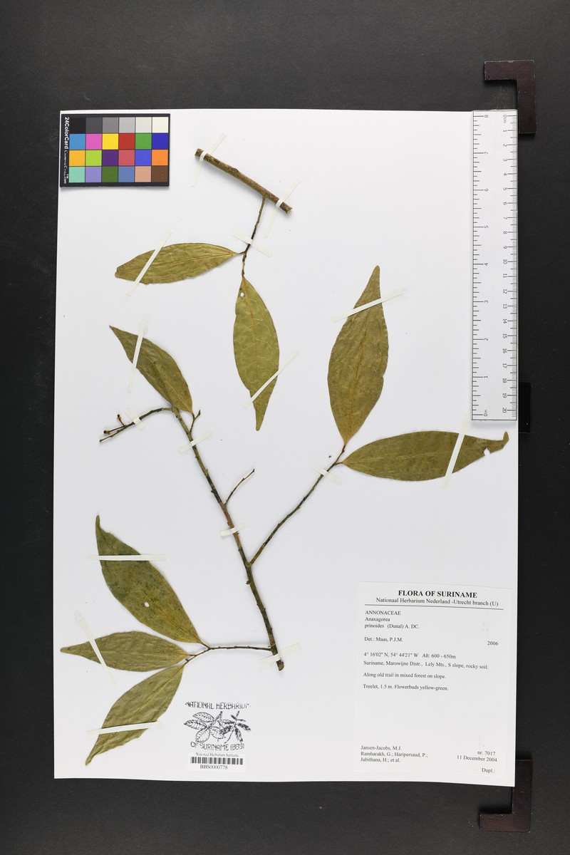 Anaxagorea prinoides photo 2
