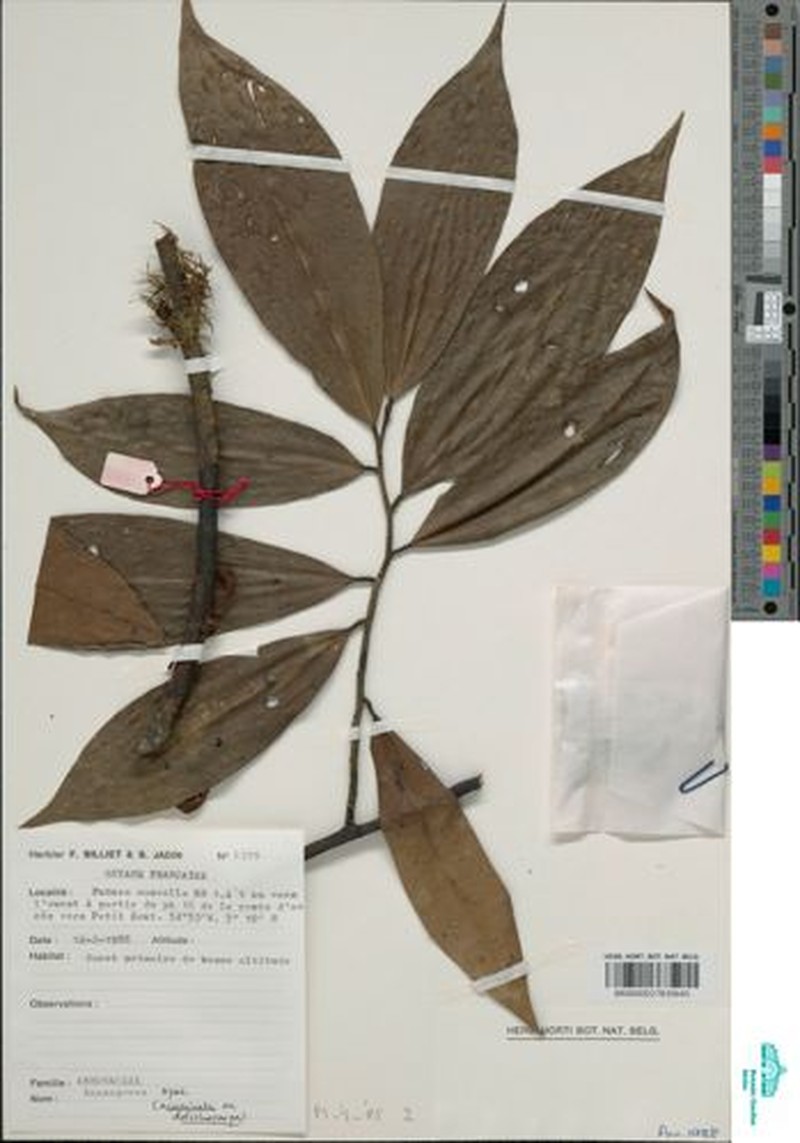 Anaxagorea rufa