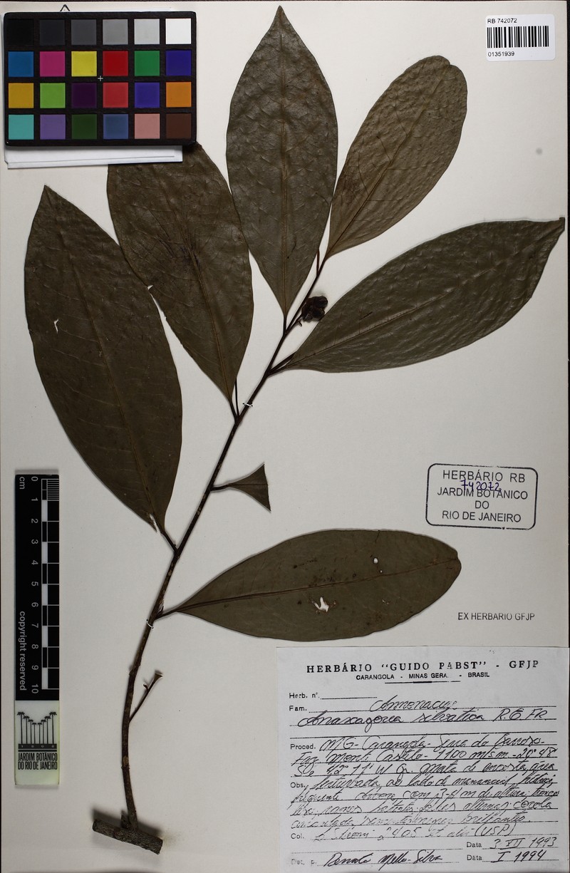 Anaxagorea silvatica