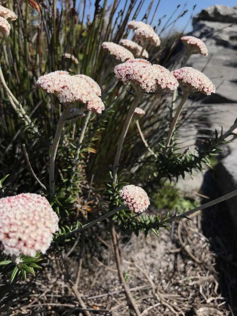 Anaxeton arborescens