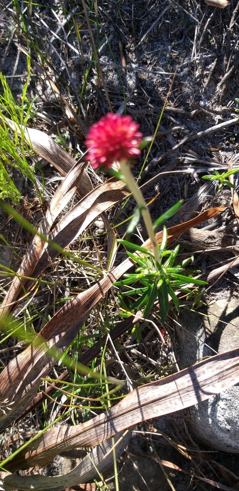 Anaxeton arborescens photo 2
