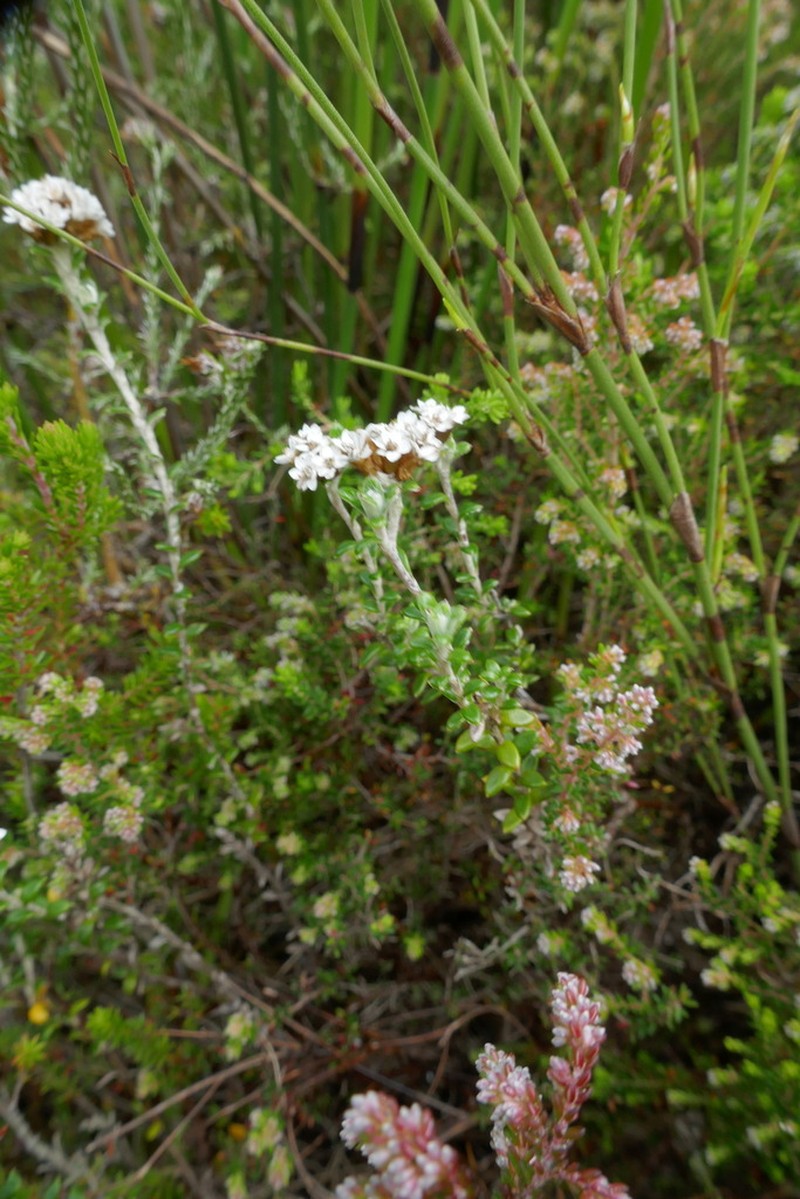 Anaxeton ellipticum photo 2