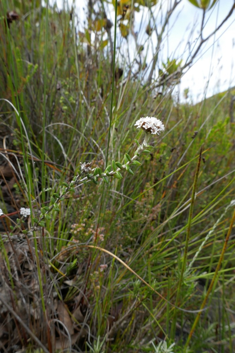 Anaxeton ellipticum photo 3
