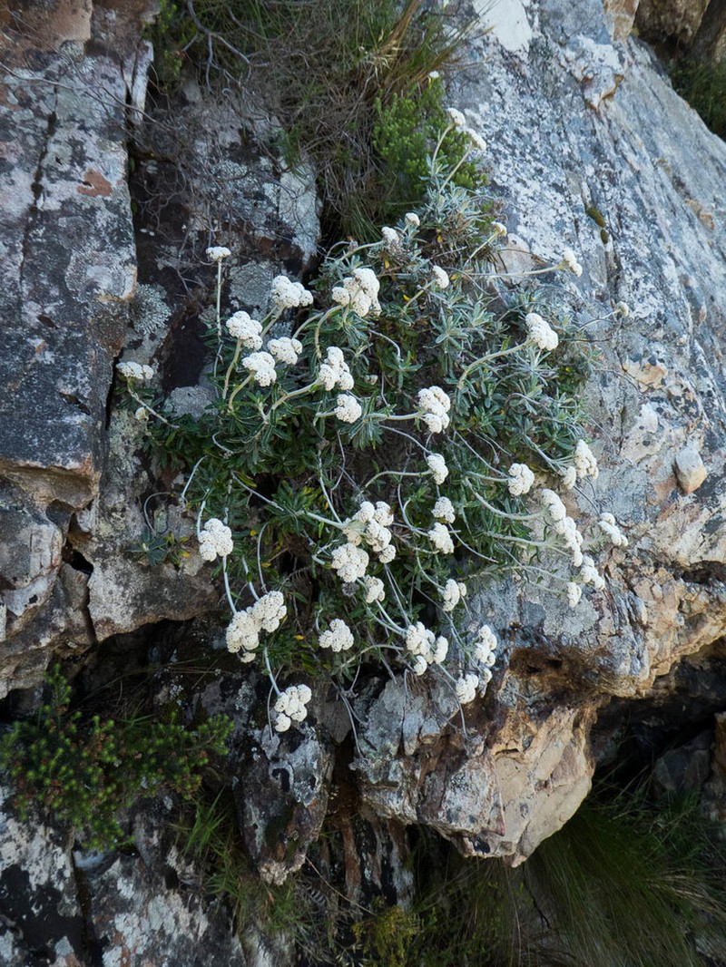 Anaxeton lundgrenii