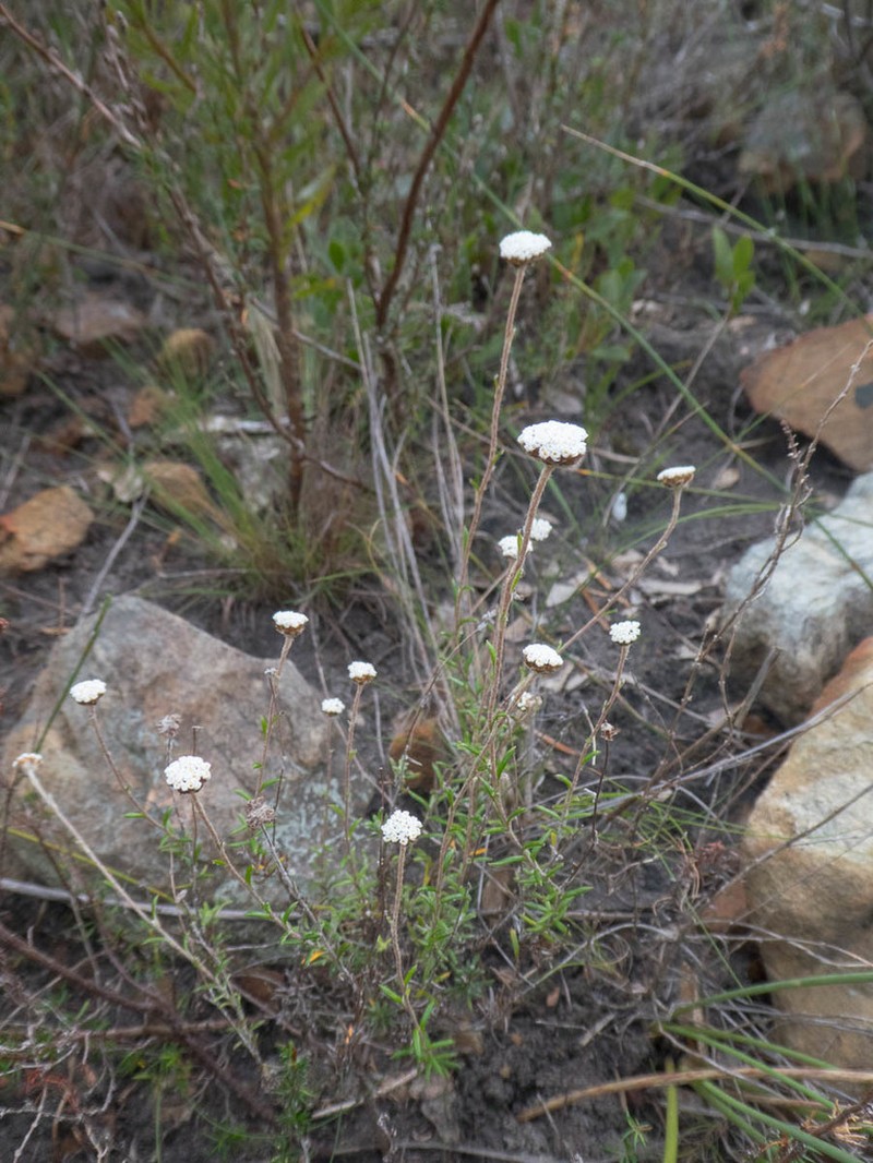 Anaxeton virgatum
