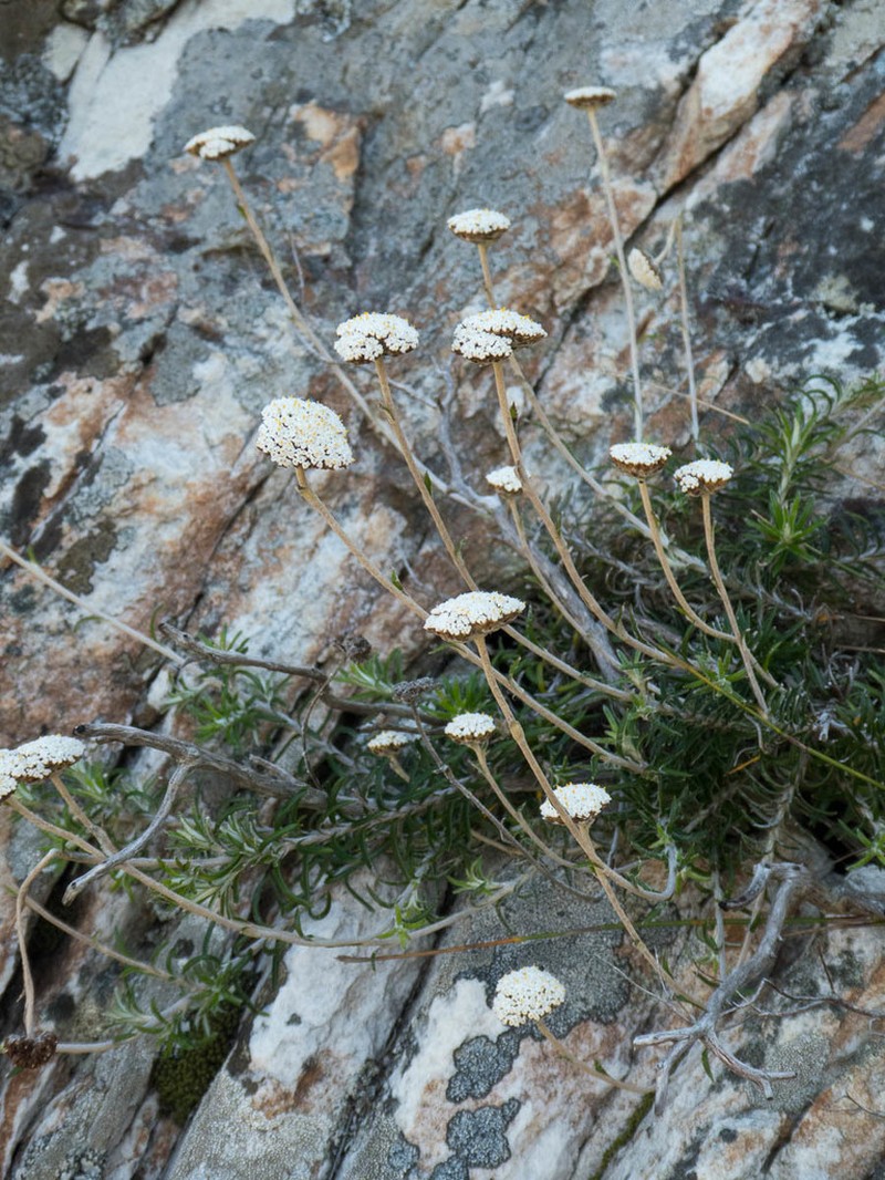 Anaxeton virgatum photo 2