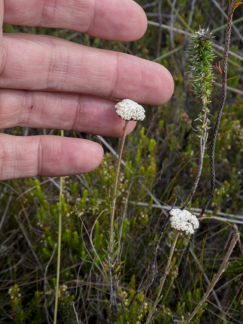 Anaxeton virgatum photo 3
