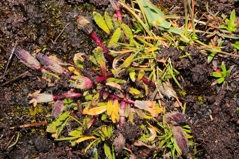 Ancashia alpaminae