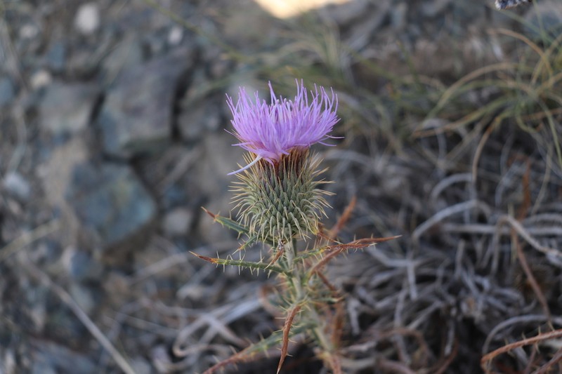 Ancathia igniaria
