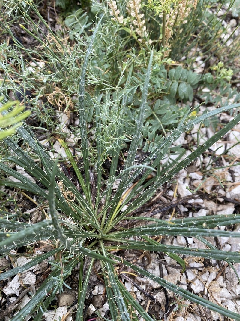 Ancathia igniaria photo 2