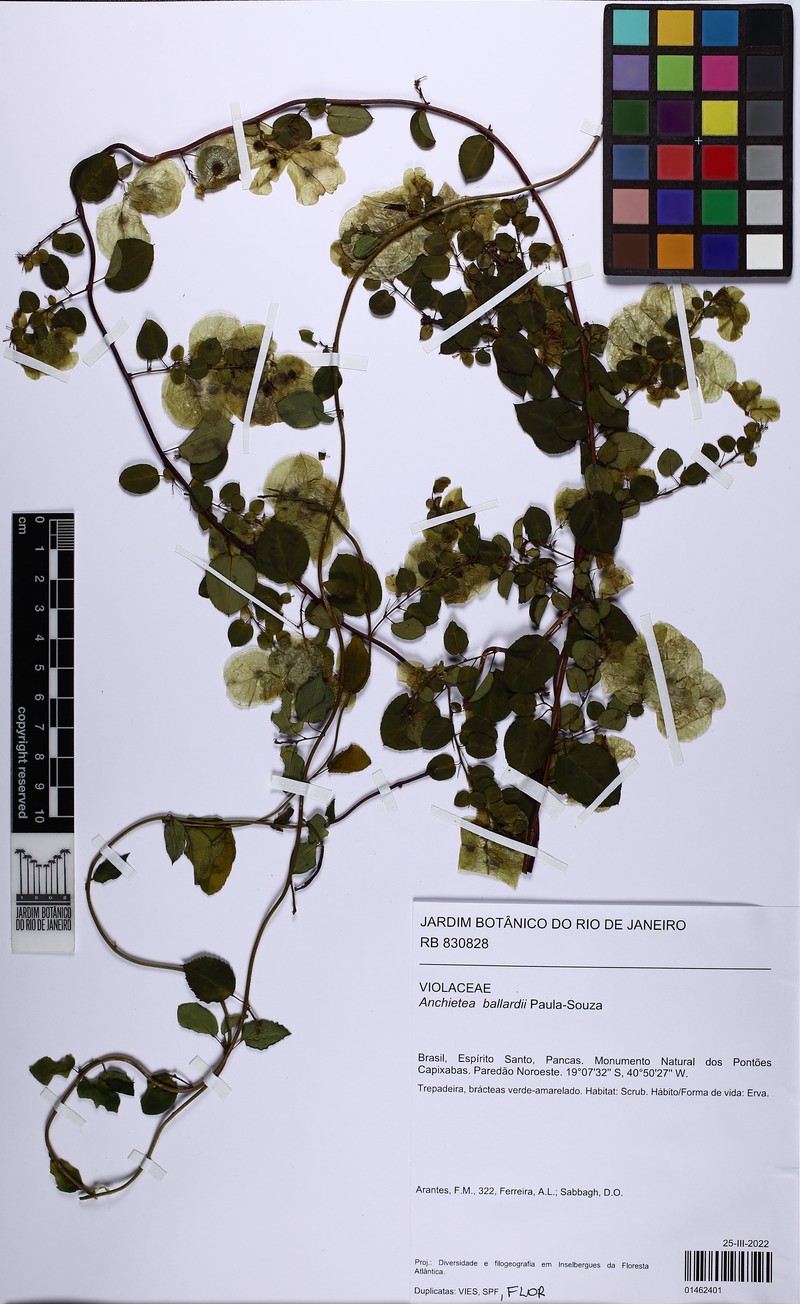 Anchietea ballardii