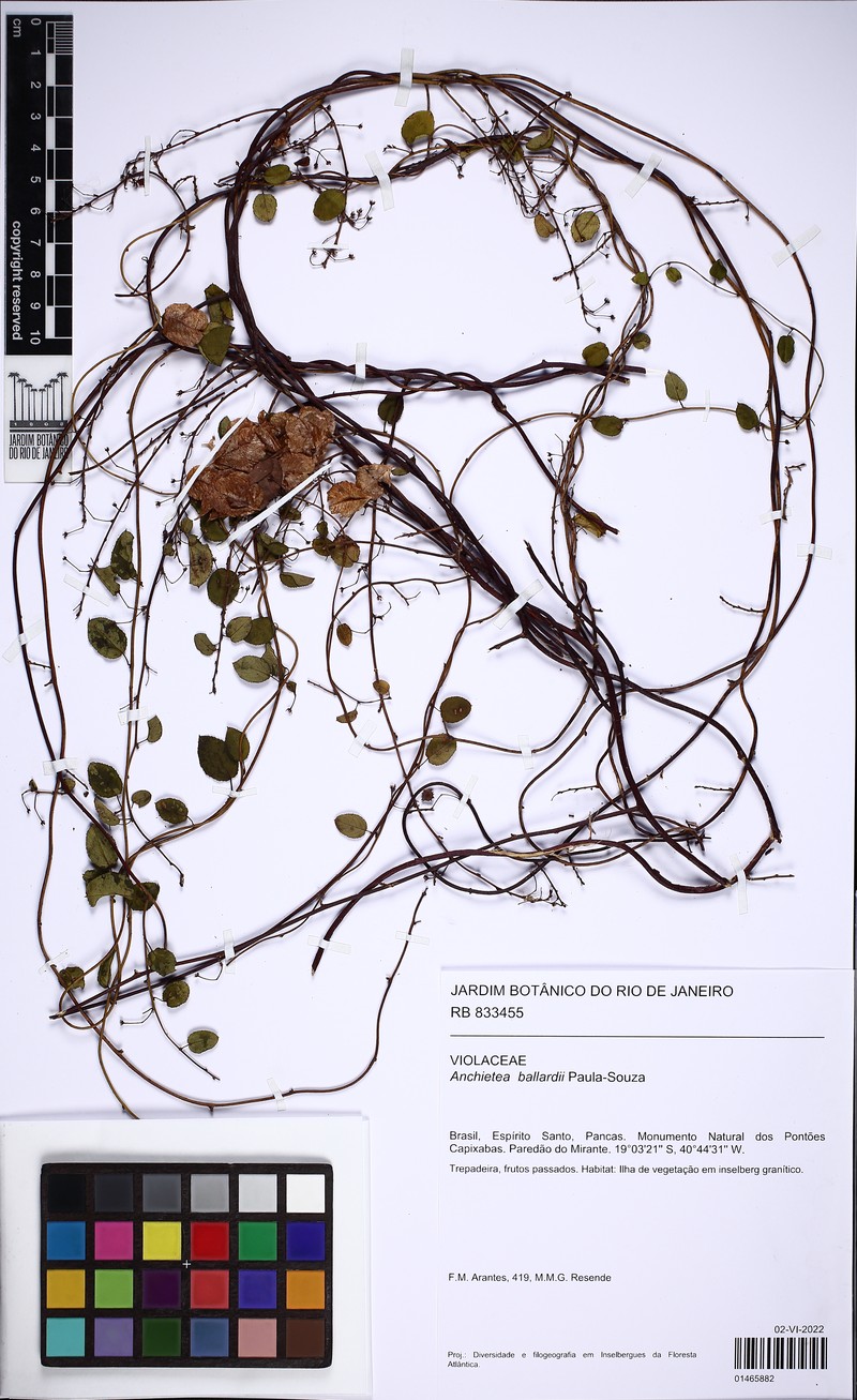 Anchietea ballardii photo 2