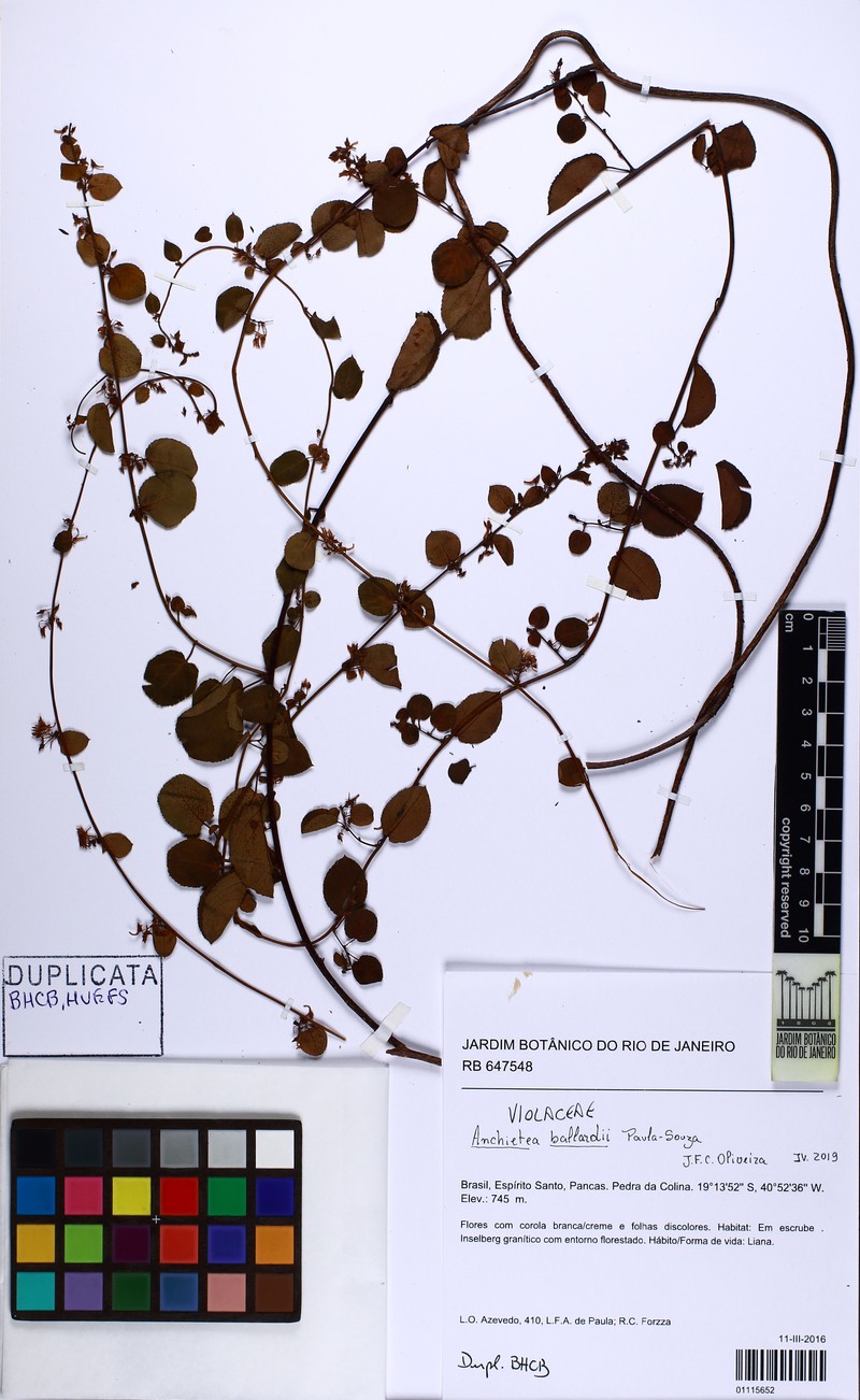 Anchietea ballardii photo 3