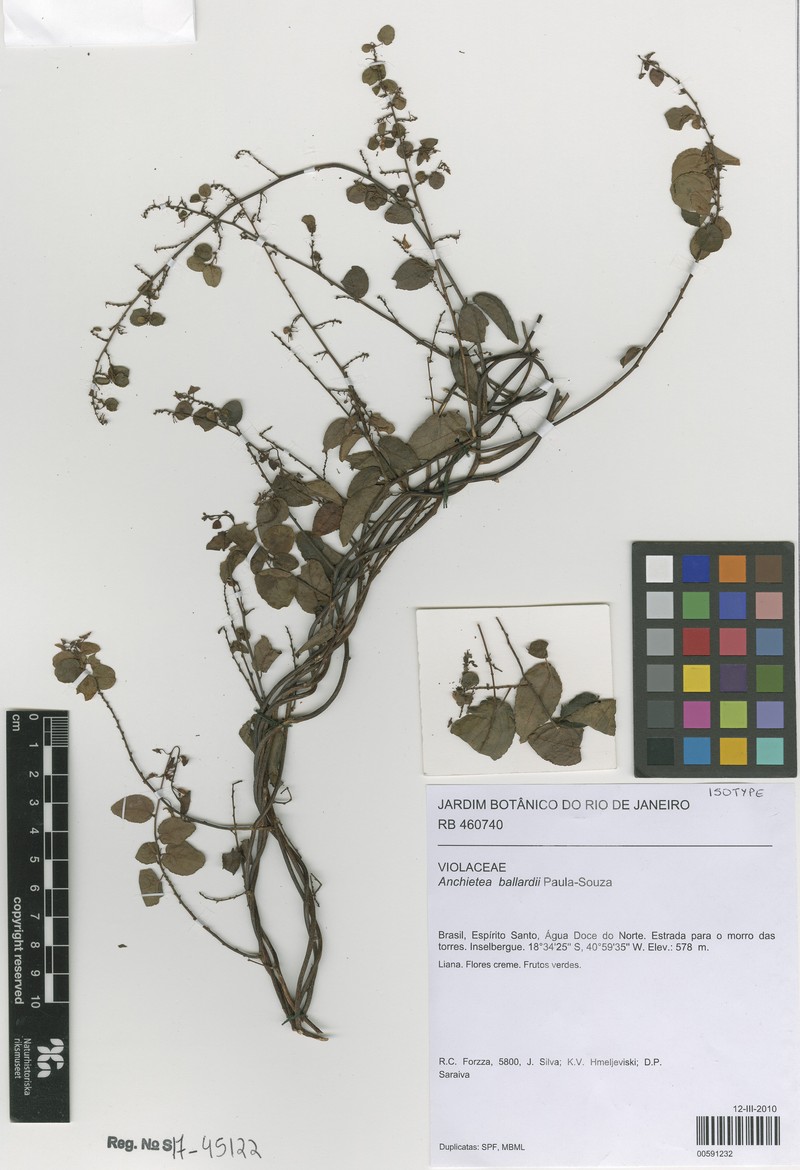 Anchietea ballardii photo 4
