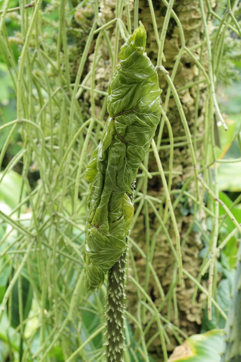 Anchomanes difformis
