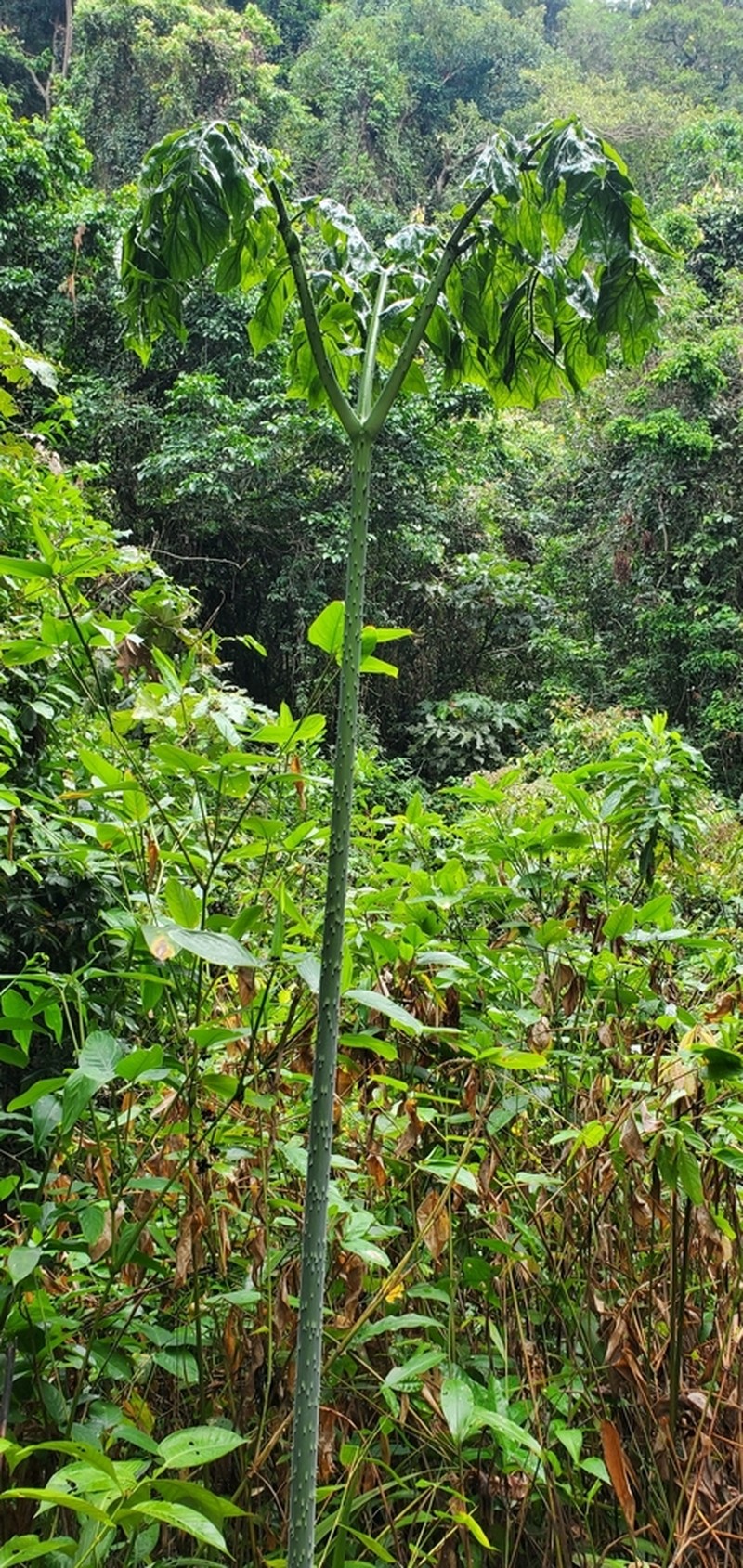 Anchomanes difformis photo 2