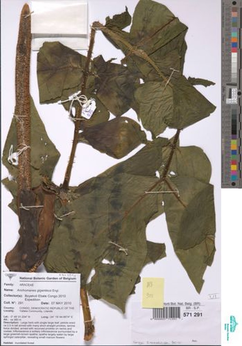 Anchomanes giganteus