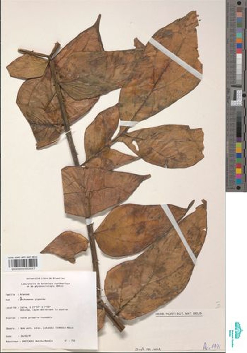 Anchomanes giganteus photo 2