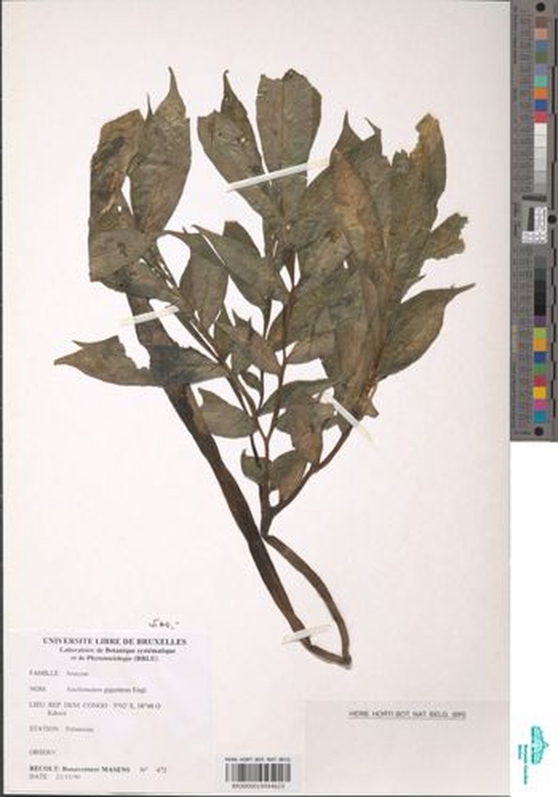 Anchomanes giganteus photo 3