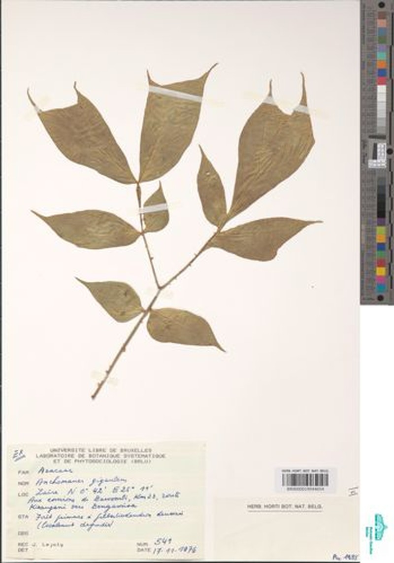 Anchomanes giganteus photo 4