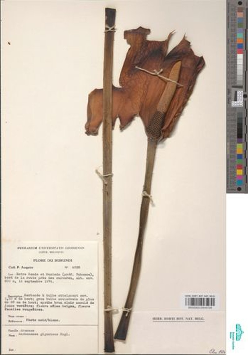 Anchomanes giganteus photo 5