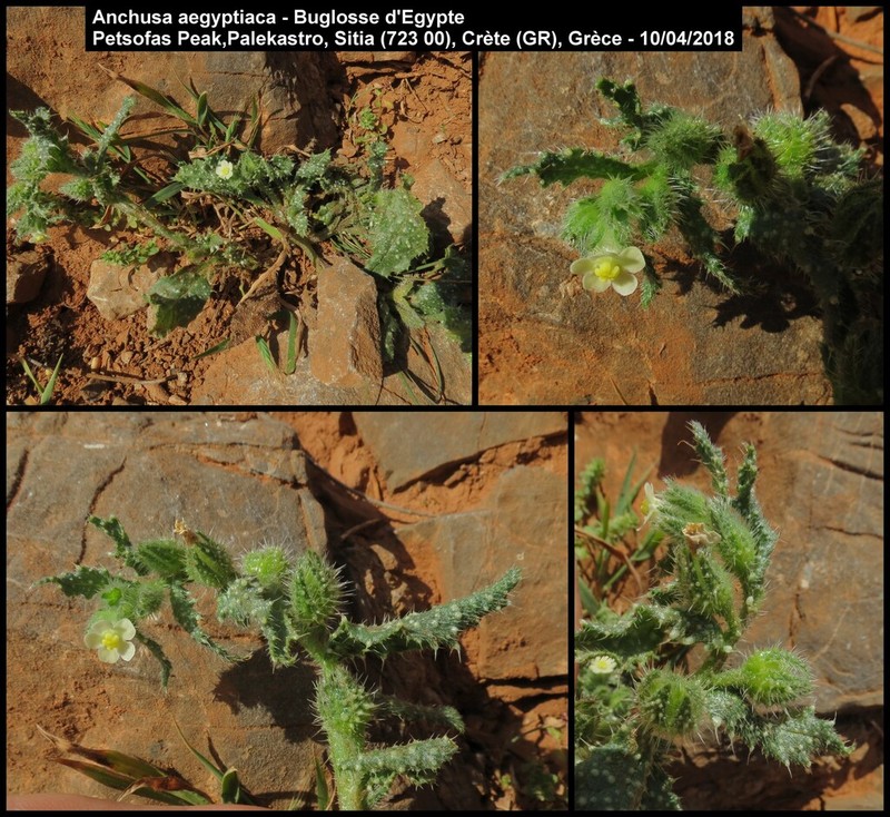 Anchusa aegyptiaca