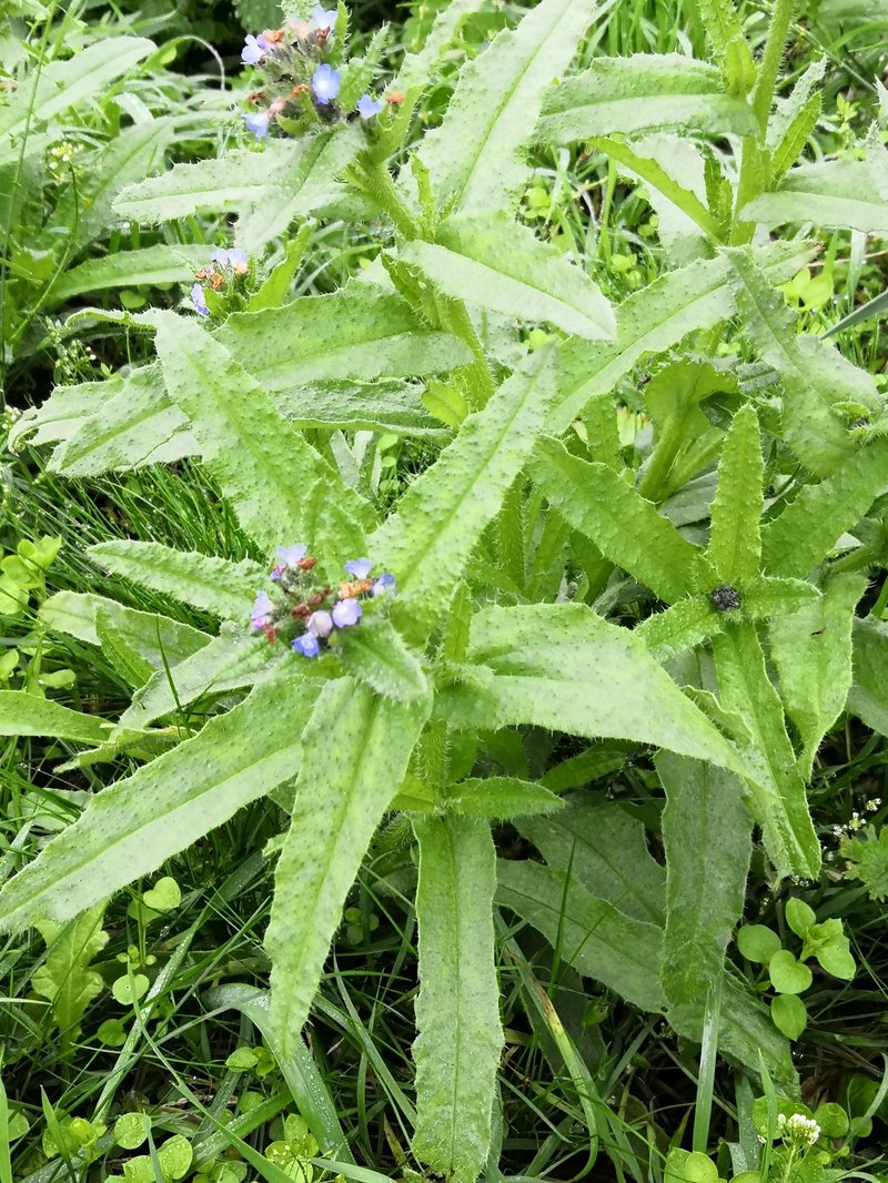 Small Bugloss photo 2