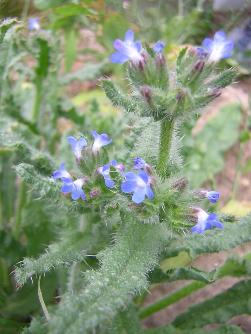 Small Bugloss