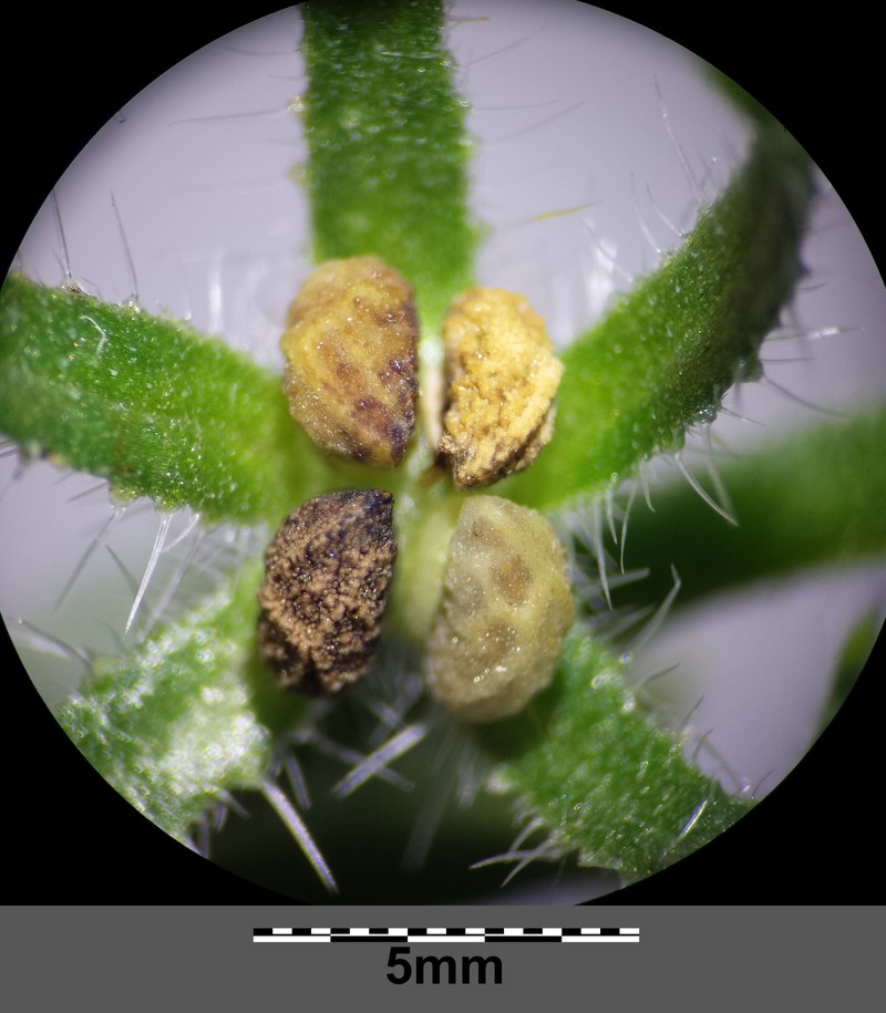 Small Bugloss photo 3